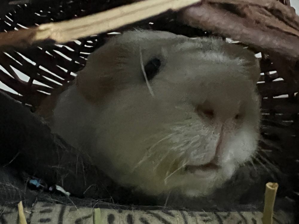 A close-up photo of a guinea pig resting inside a woven basket shelter. The guinea pig has light fur with a pink nose and dark eyes, and appears to be peeking out from the shadows of its cozy hiding spot. Strands of hay and bits of bedding are visible in the foreground.