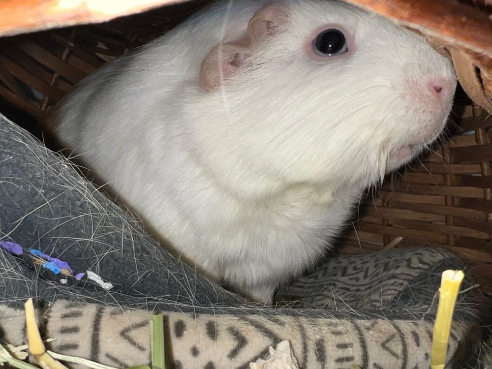 A white guinea pig with pink ears and dark, shiny eyes is nestled inside a cozy woven basket. The guinea pig is sitting on a patterned fleece blanket scattered with bits of hay and fur. The photo is brightly lit with a flash, highlighting the guinea pig’s soft fur and curious expression as it looks slightly upward.