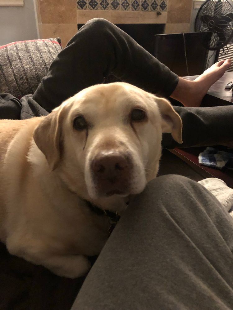 Said dog looking adorable. There are two dogs in this photo. 
