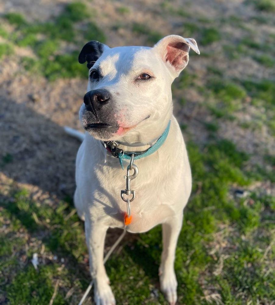 A white pitbull giving a smirk