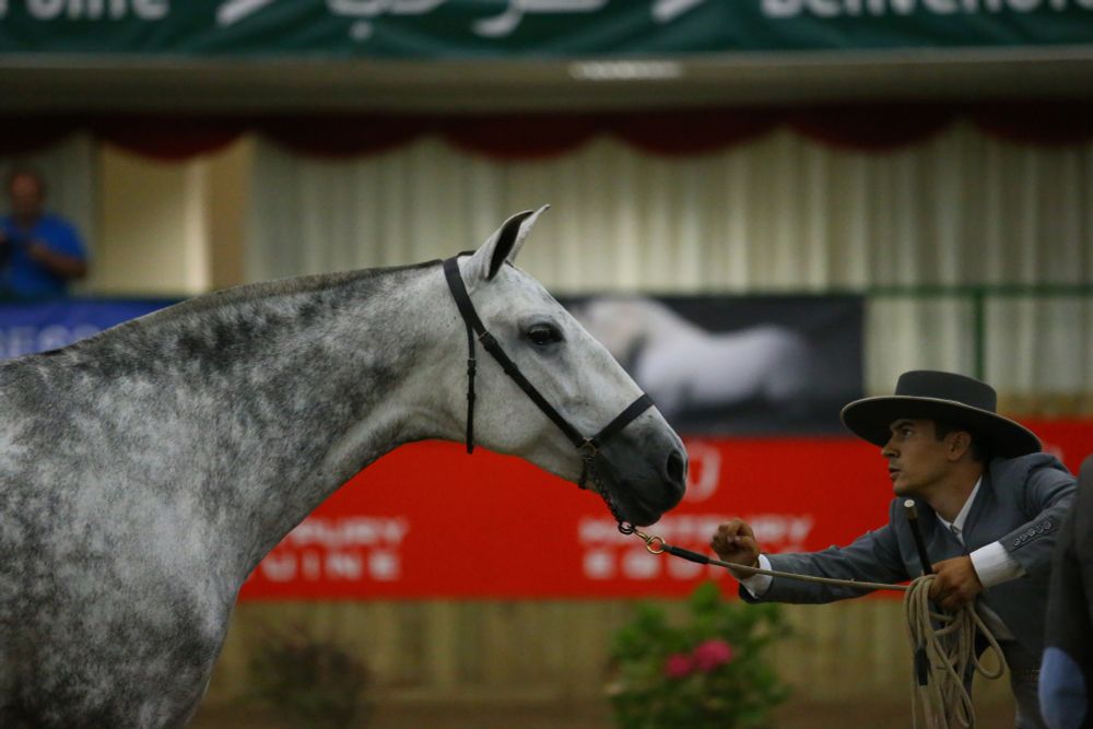 Mare Oriunda X and her handler on their way to National Champions at Hartpury in 2017
