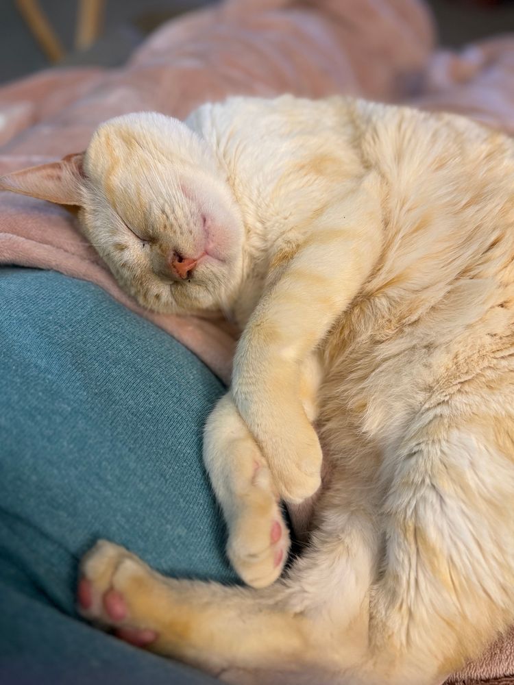 White flame point Siamese cat sleeping