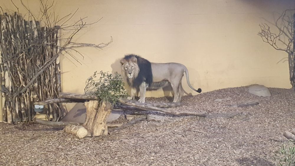 A majestic male Asiatic Lion