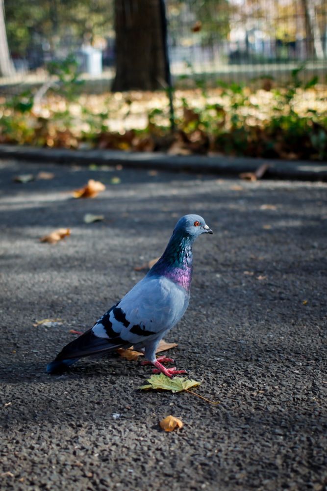 Image of pigeon facing the right standing on pavement at a park. The sun is shining just so his colorful chest and neck are nicely exposed 