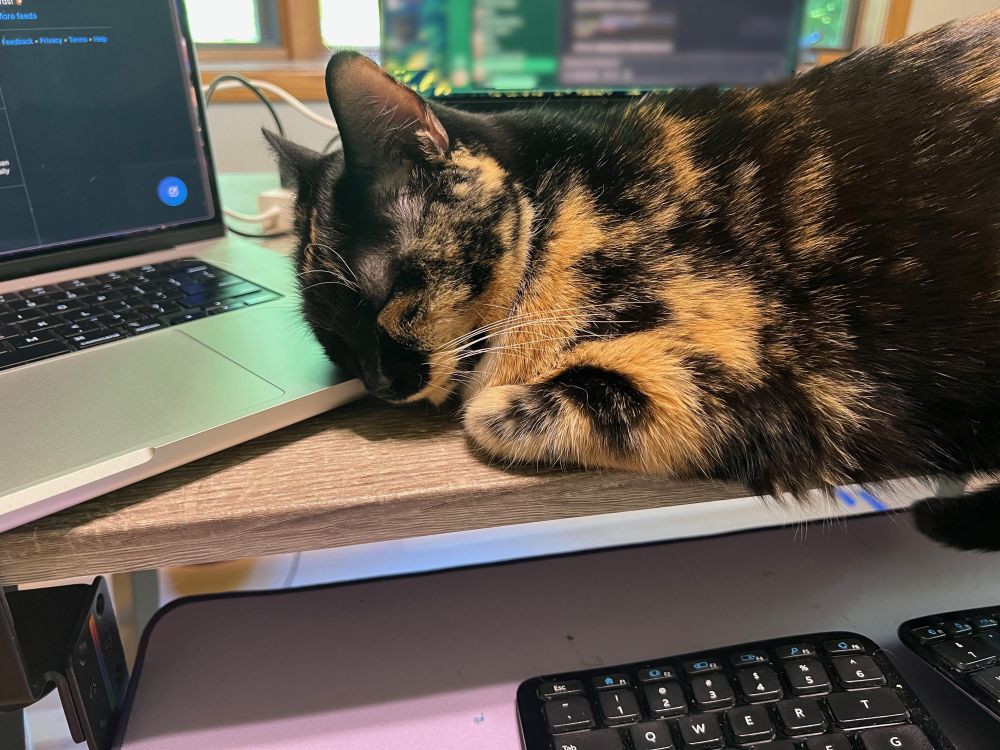 A small calico cat, lying on top of a desk and dozing with her head resting on a laptop corner. In the background you see another laptop, and beneath the desk is a keyboard. She's positioned perfectly so that if you're working at the desk, you can pet her at any time AND see your work.