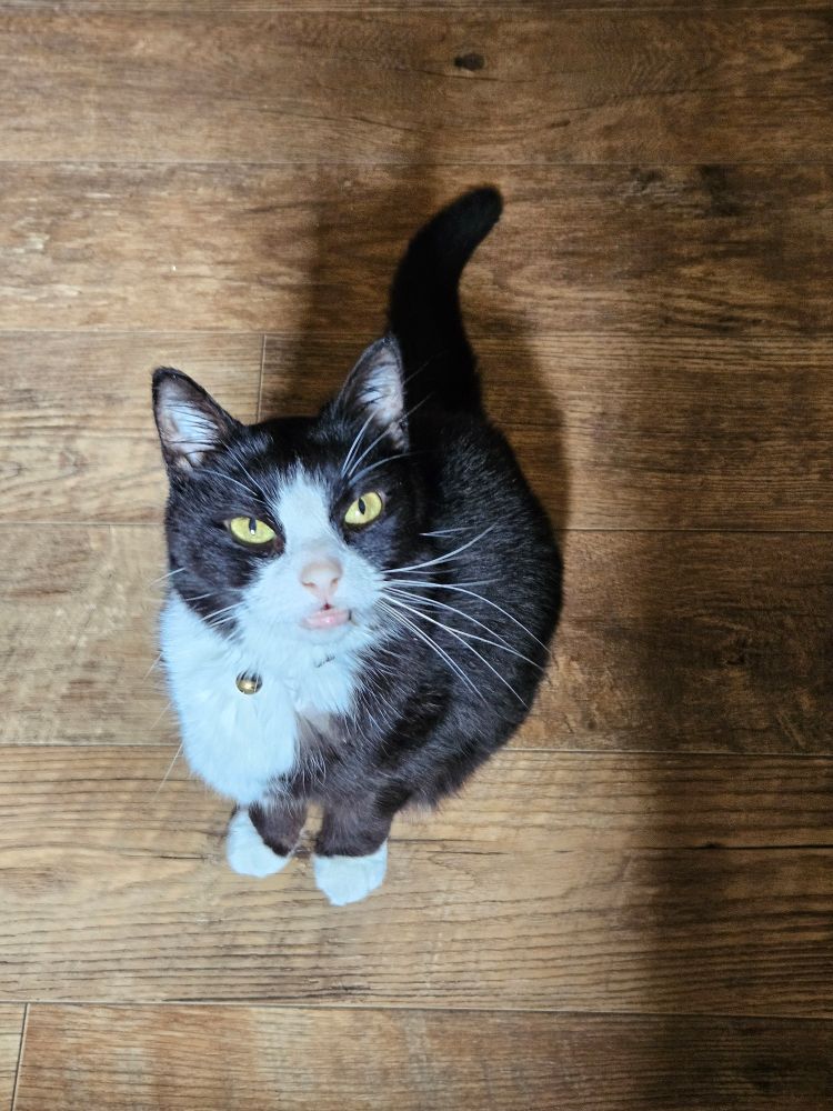 Tuxedo kitty mid meow