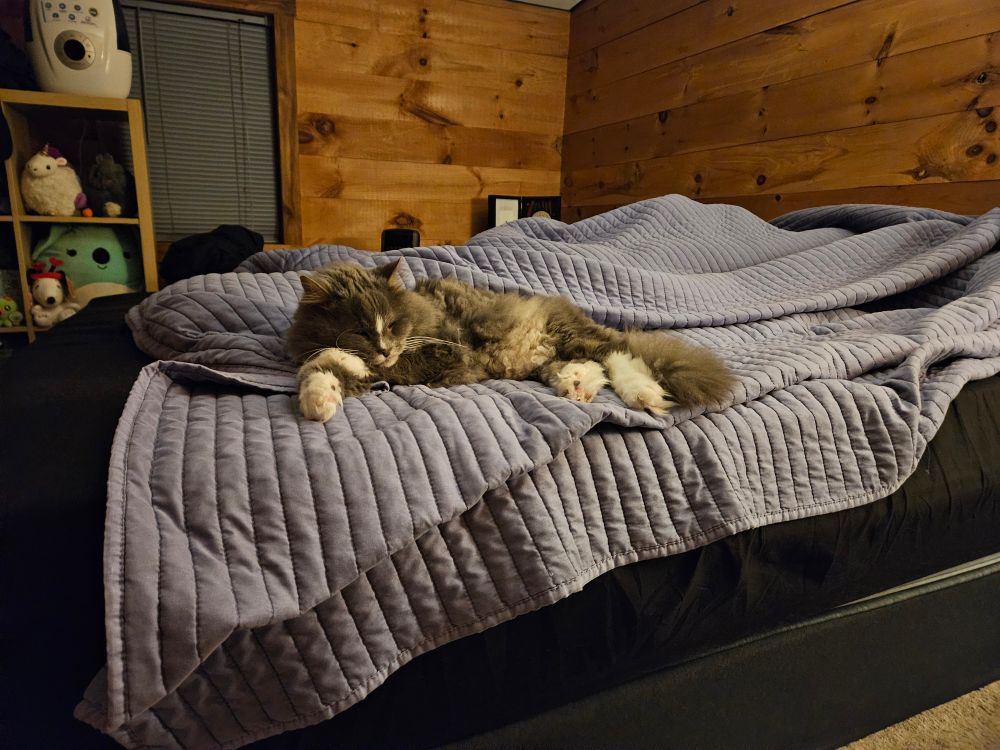 Grey and white cat sleeping on bed