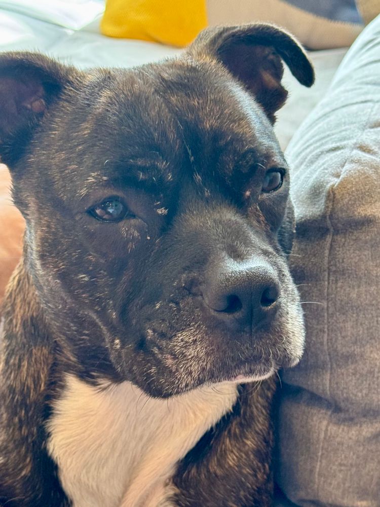 a cute dog with its eyes half open