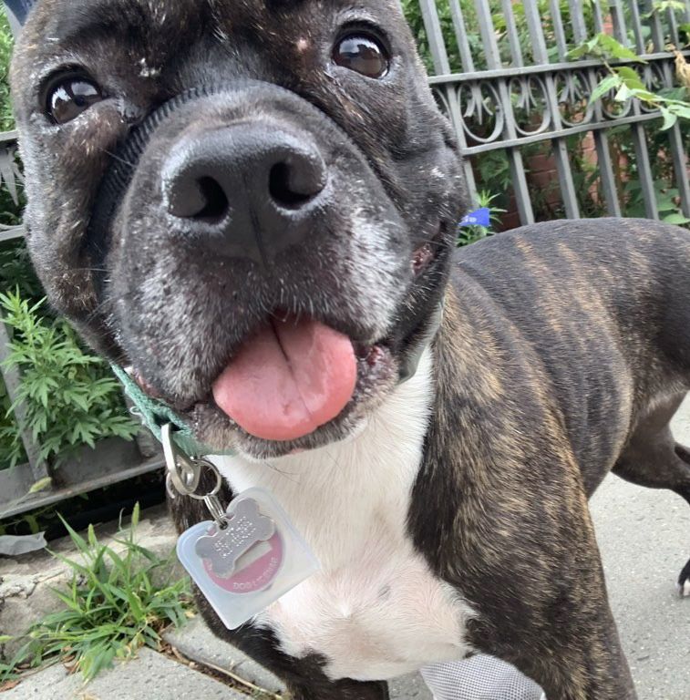 a small brindle staffordshire terrier dog on a sidewalk sticking its tongue out