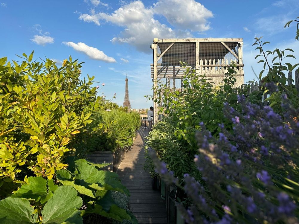 Tour Eiffel au loin depuis un rooftop  fleuri