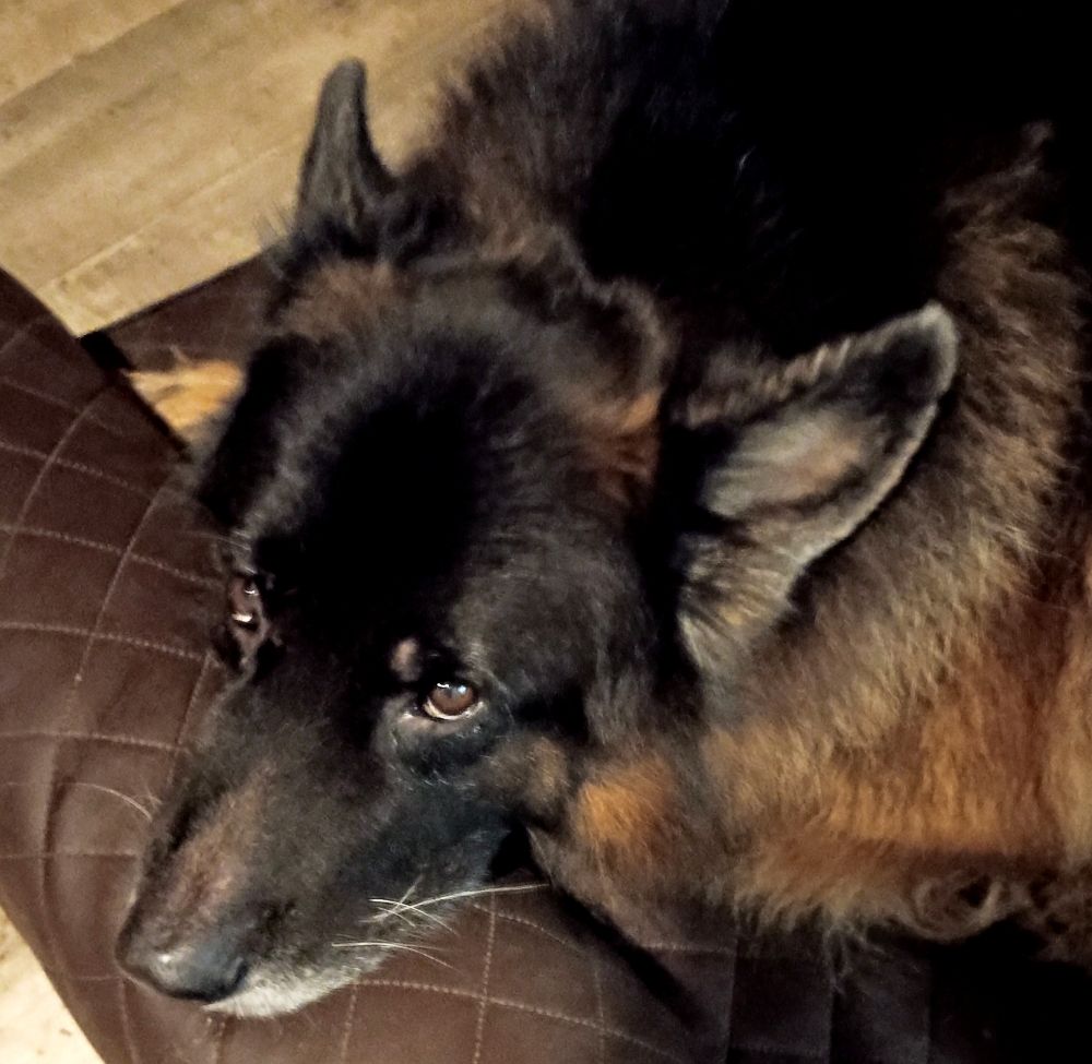 Ein Altdeutscher Schäferhund liegt mit dem Kopf auf einem braunen Kissen und blickt mit halb geöffneten, müden Augen zur Seite. Die Ohren sind entspannt aufgestellt, die Haltung wirkt ruhig und deutlich unmotiviert, als würde der Hund gerade jede Form von Aktivität infrage stellen.