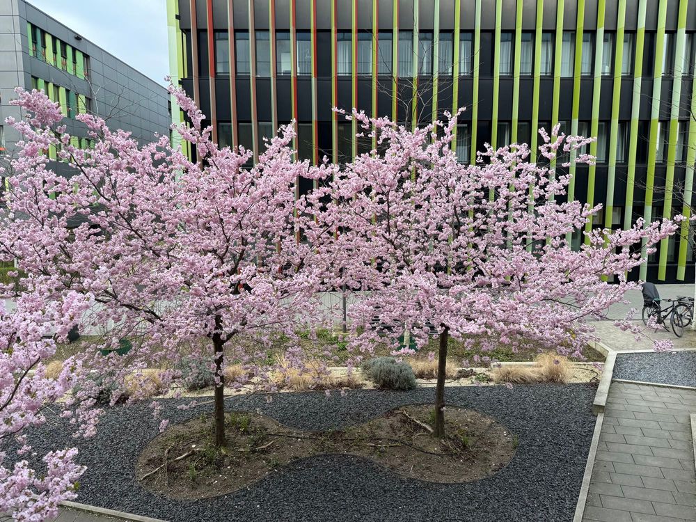 Cherry Blossom in front of a building. 