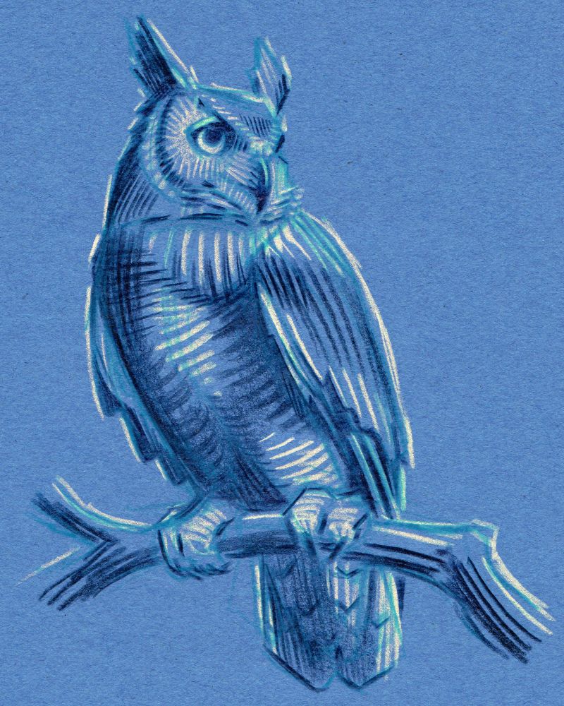 A drawing of a great horned owl in white, turquoise, and navy colored pencil on blue construction paper