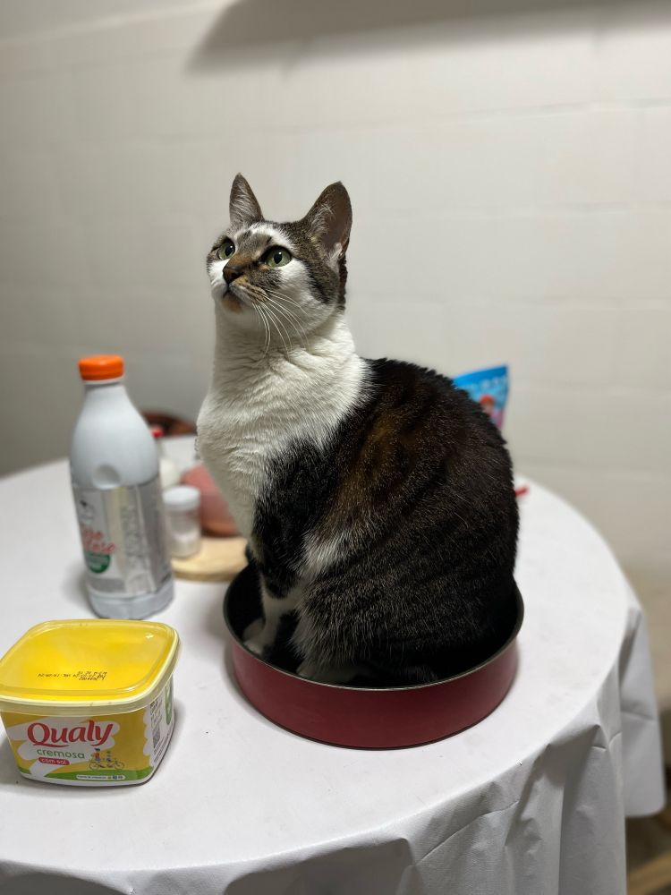 Gata em cima de uma assadeira de bolo