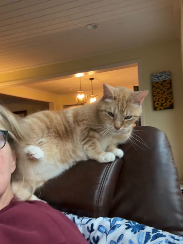 Orange cat sitting on the back of a chair kicking his mom.