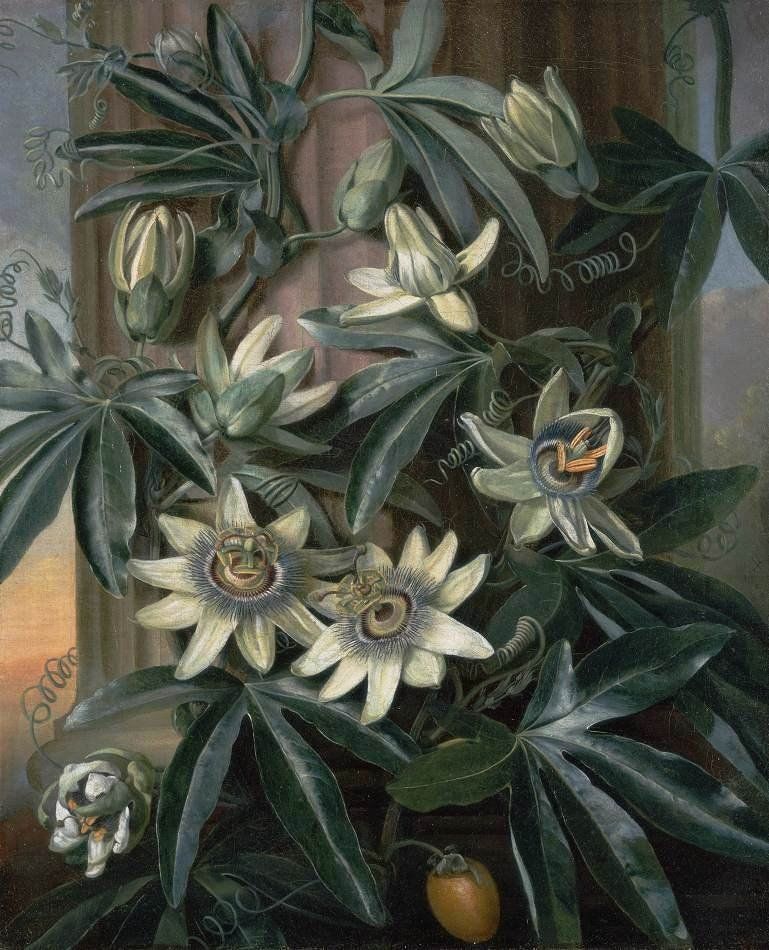 A painting of a blue passion flower vine growing on a striated column