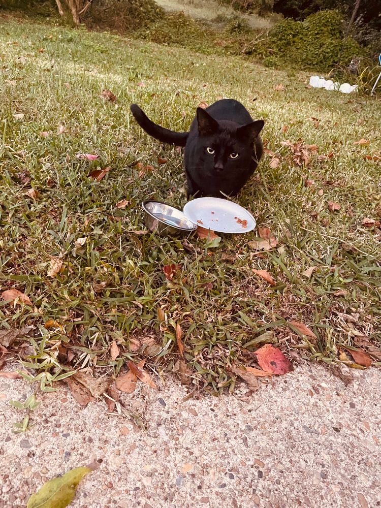 A medium sized black cat with green eyes sitting outside looking up from a plate of food 