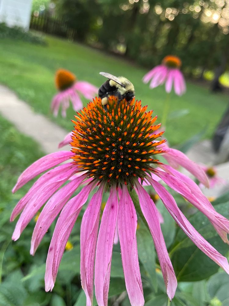 A fuzzy bumblebee gathers pollen from a coneflower.