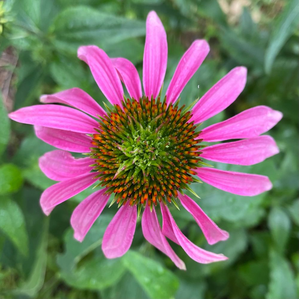 Purple coneflower petals with green and orange center