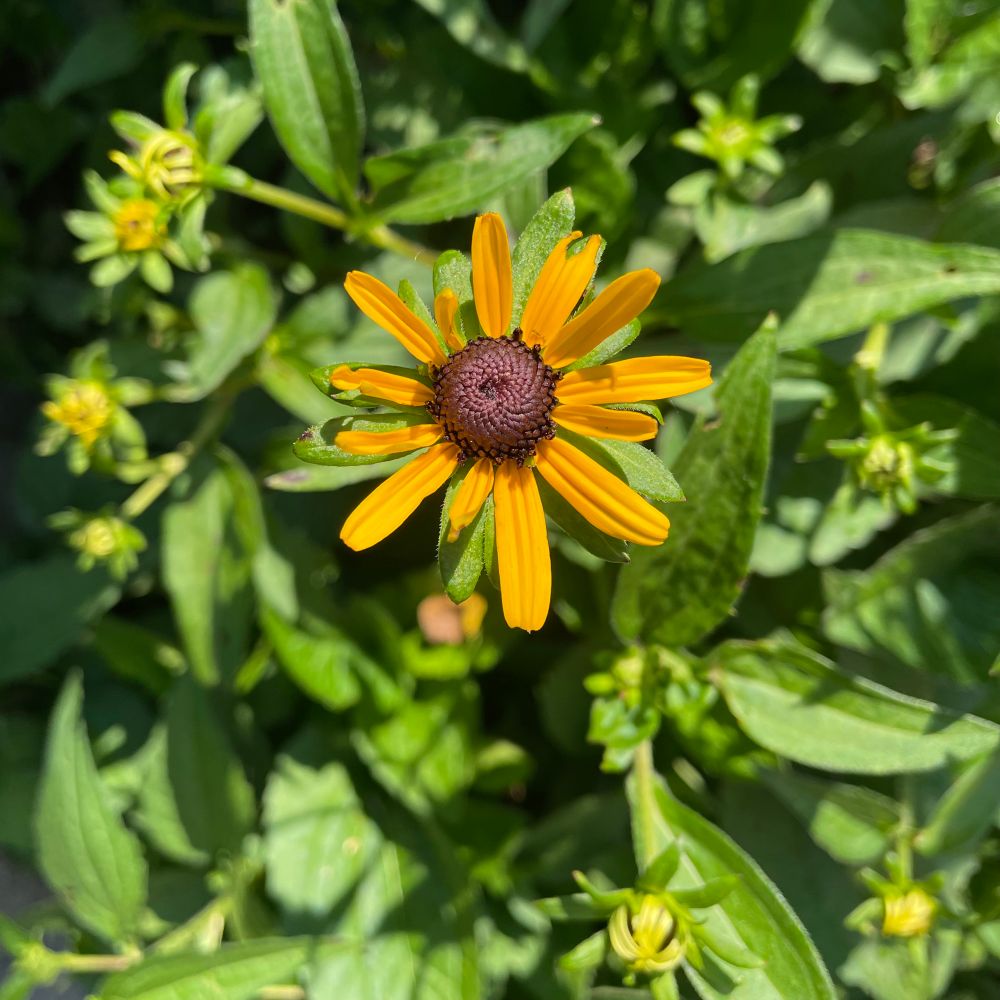 Overhead view of a black-eyed Susan flower in bloom amid a bed of green leaves and closed buds.