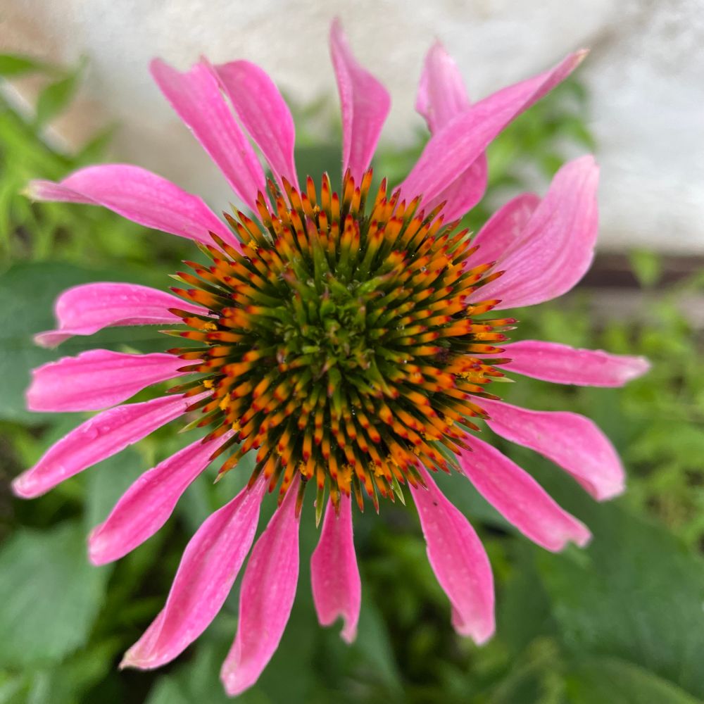 Purple coneflower petals with orange center