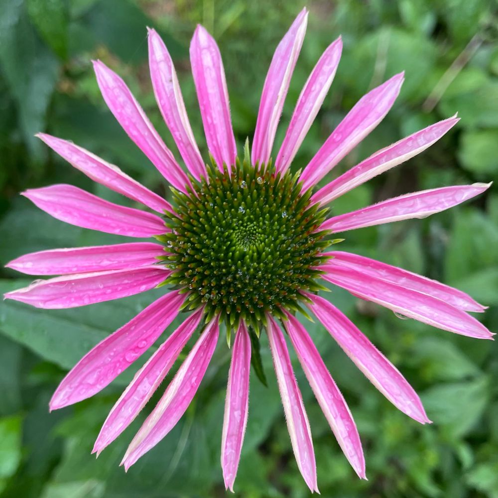 Purple coneflower petals with green center