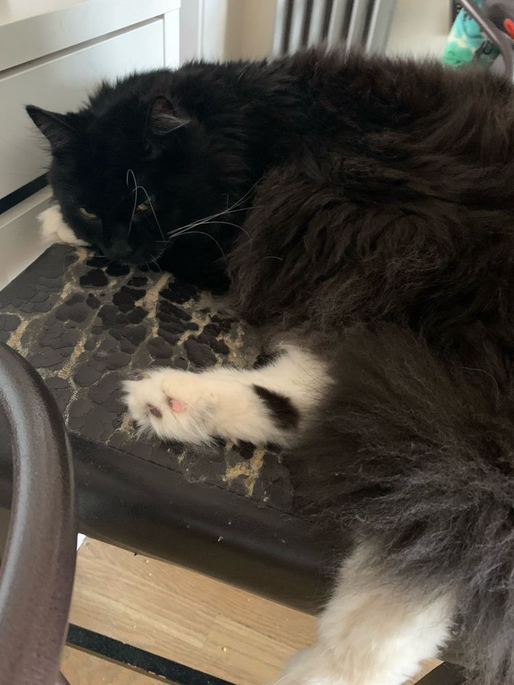 Chonk, a medium hair kitty, on his iconic chair