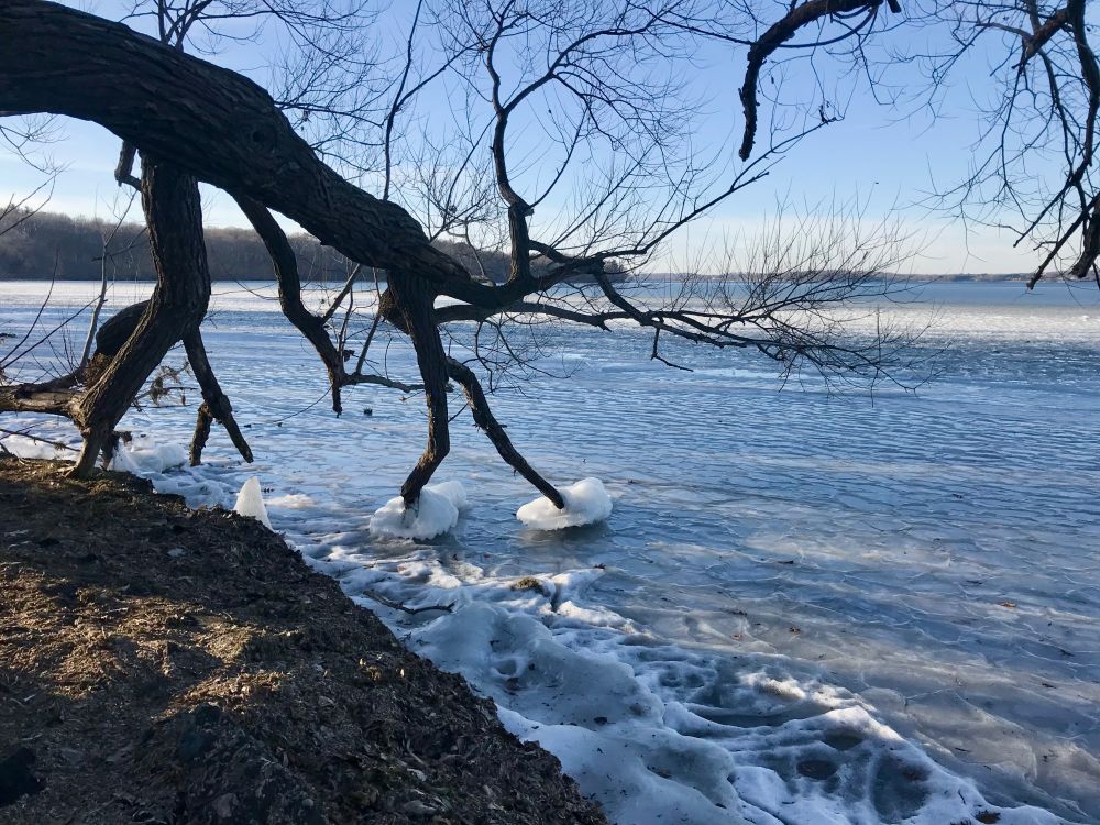 A photo of dark tree branches that look like legs, encased in large bubbles of ice stuck to the frozen lake in front of a pale blue sky.