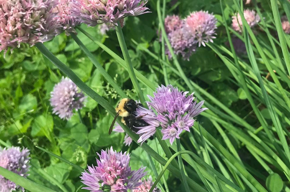 Wild onion flowers that look like domed explosions of lavender fluff with a bee on top of one of them.