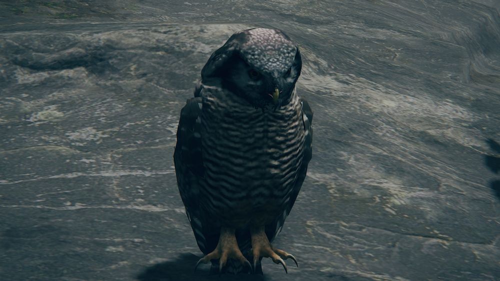 Screenshot of a grey and white owl sitting on a rocky surface in the video game Elden Ring.