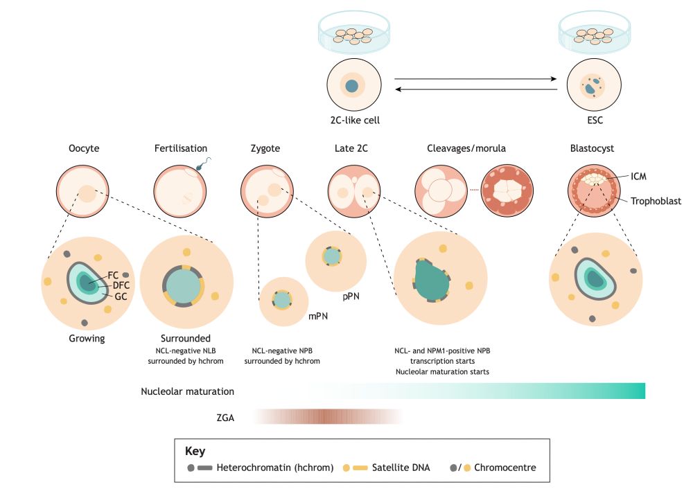 nucleoli are dynamically reprogrammed in early mammalian development
