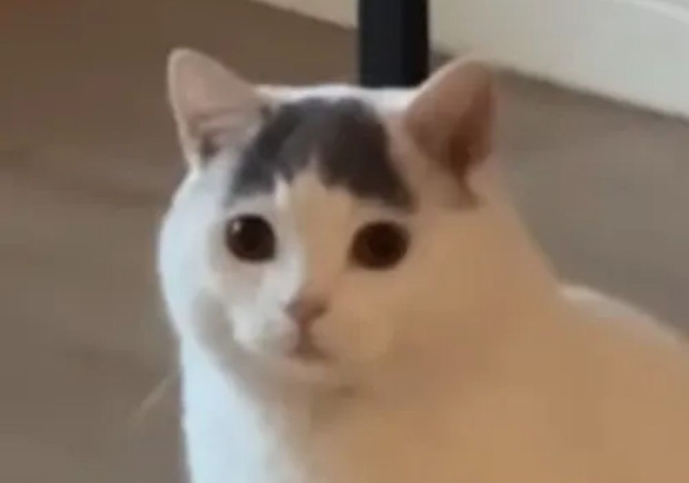 A tiny white kitty with dark fur on its forehead that makes it look like a bang