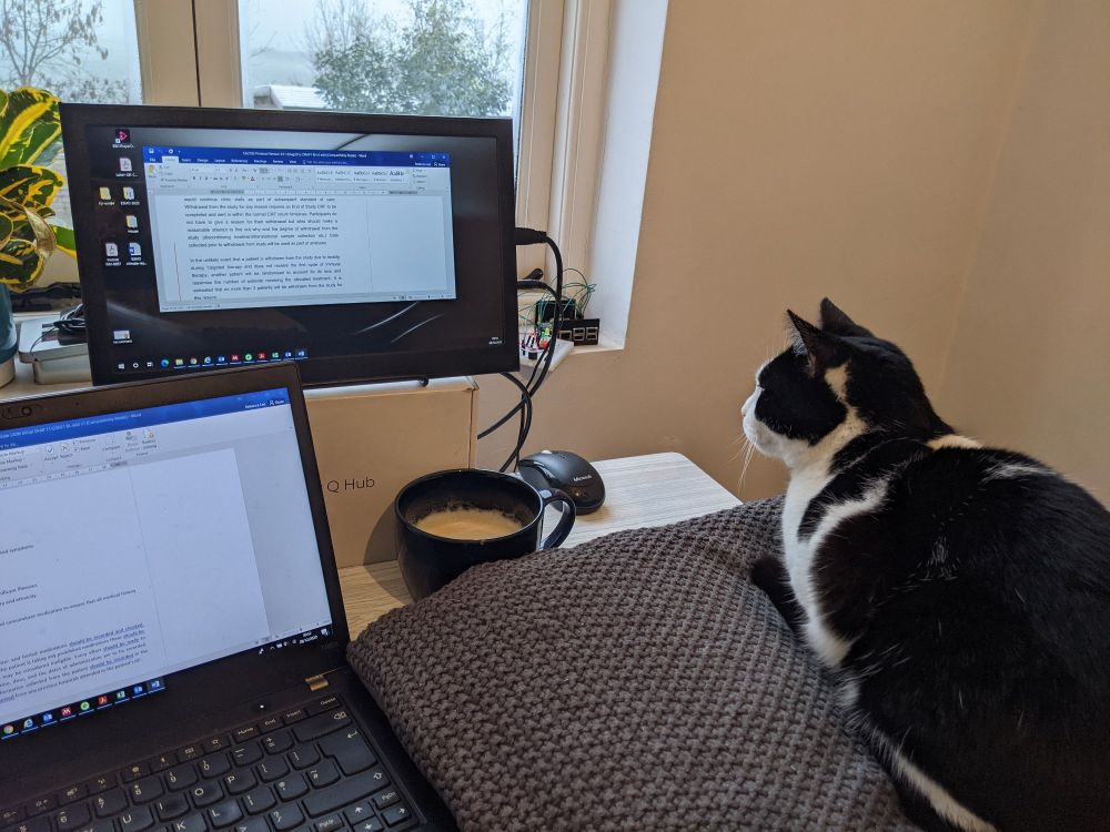 Cat looking at computer screen 
