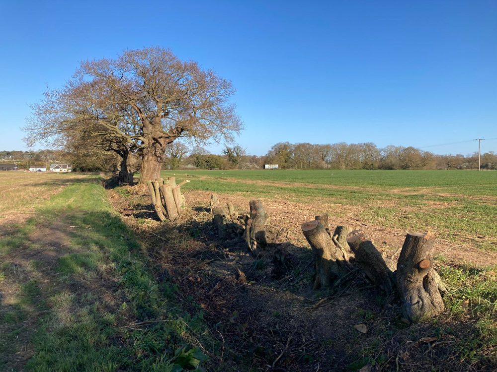 Countryside scene showing a line of tree stumps, with an oak tree in the background