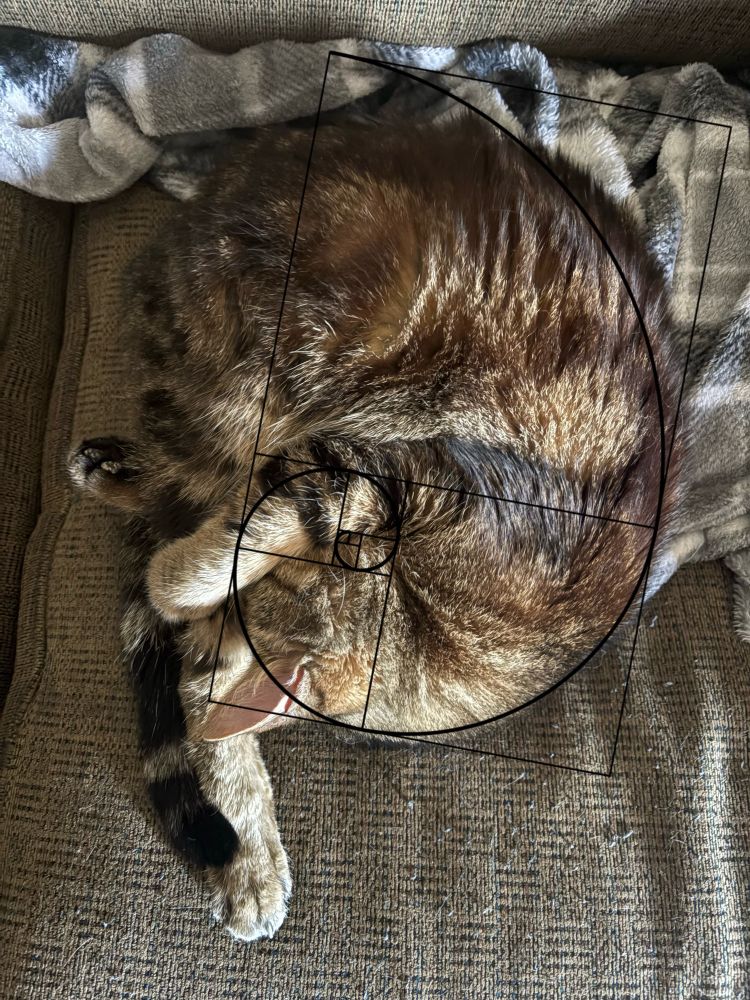 An overhead photo of my cat Charlie, a black and tan tabby, asleep on the couch. He is curled up in a perfect Shrimp pose. I’ve superimposed the Fibonacci Sequence Golden Spiral over him, the curves lining up just right. 