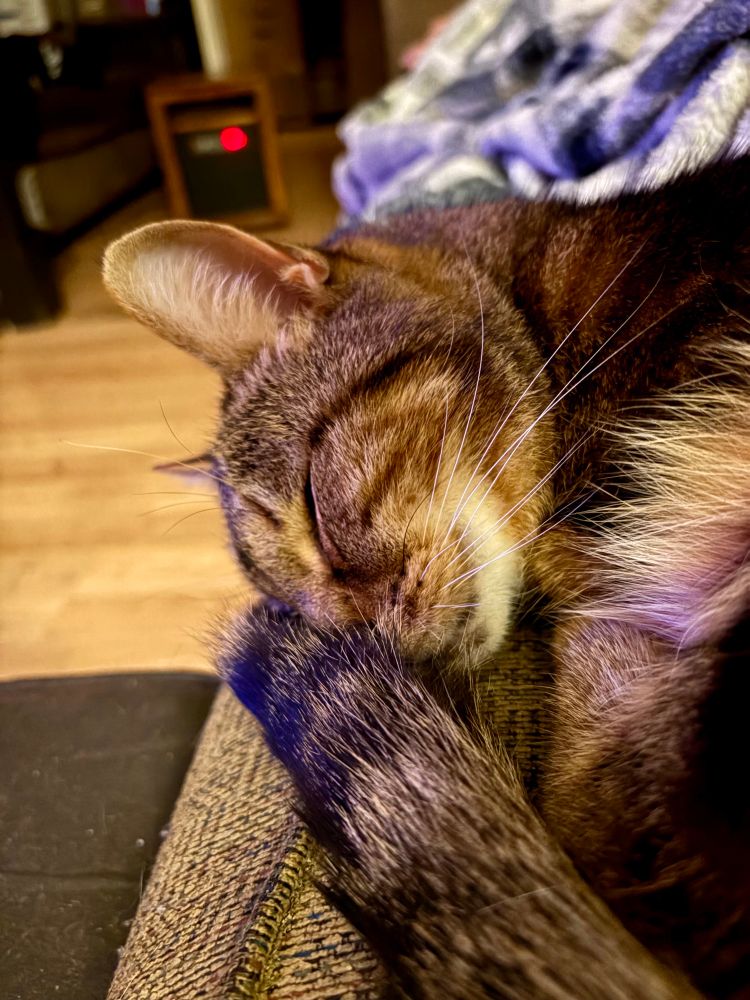 A close up of my cat Charlie, a black and tan tabby, asleep on the couch, his face tucked into his tail 