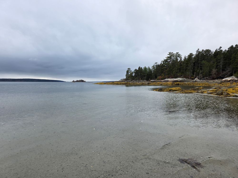 Same cove, different angle. The shoreline juts out into the calm water, the rocks covered in mustard-colored seaweed. The dark pine trees are a sharp contrast against the cloudy grey sky