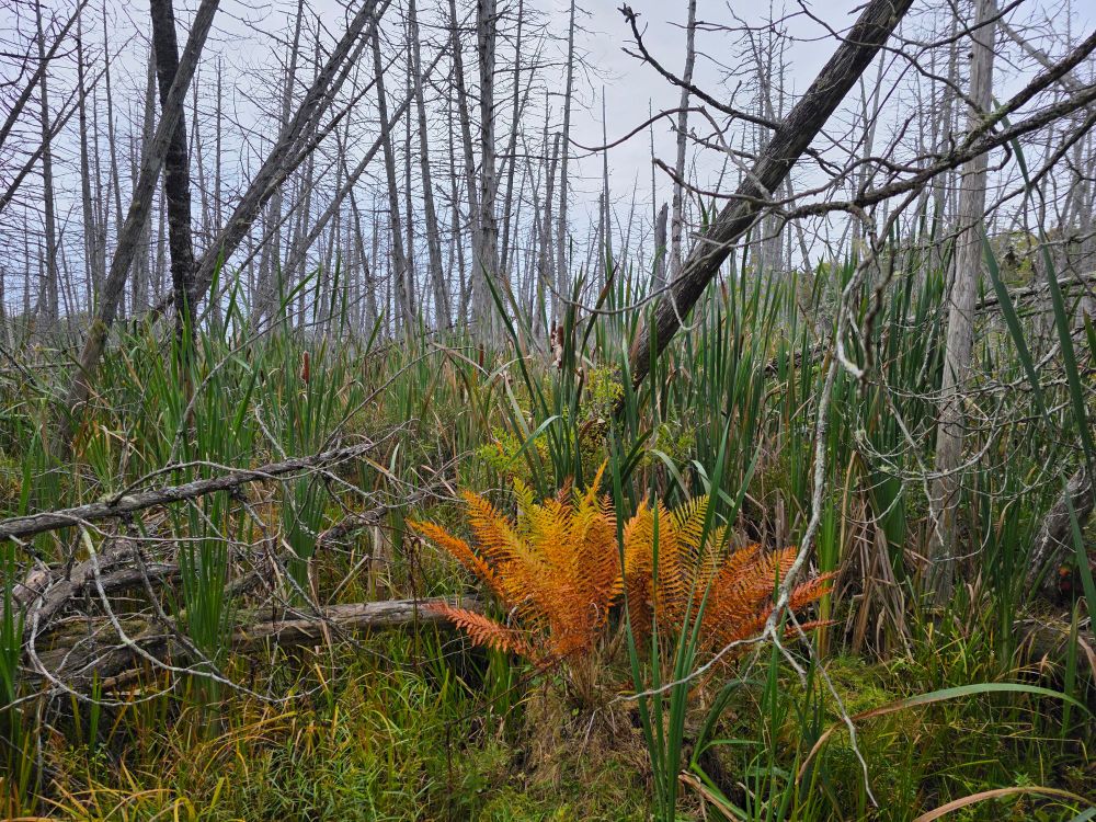 Photograph of a salt marsh. Skeletal trees line the view, and the marsh grasses and cattails stand at the height of the camera. In the foreground is an orange fern, a stark contrast against the green marsh grass and grey misty sky
