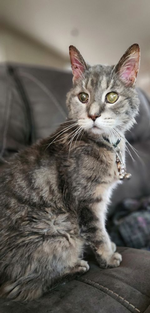 A grey Maine Coon mix cat with large ears, faint black stripes, a touch of white on his muzzle, a bell collar, and a regal air. He loves broccoli and farts like a machine gun after eating Brussels sprouts. 