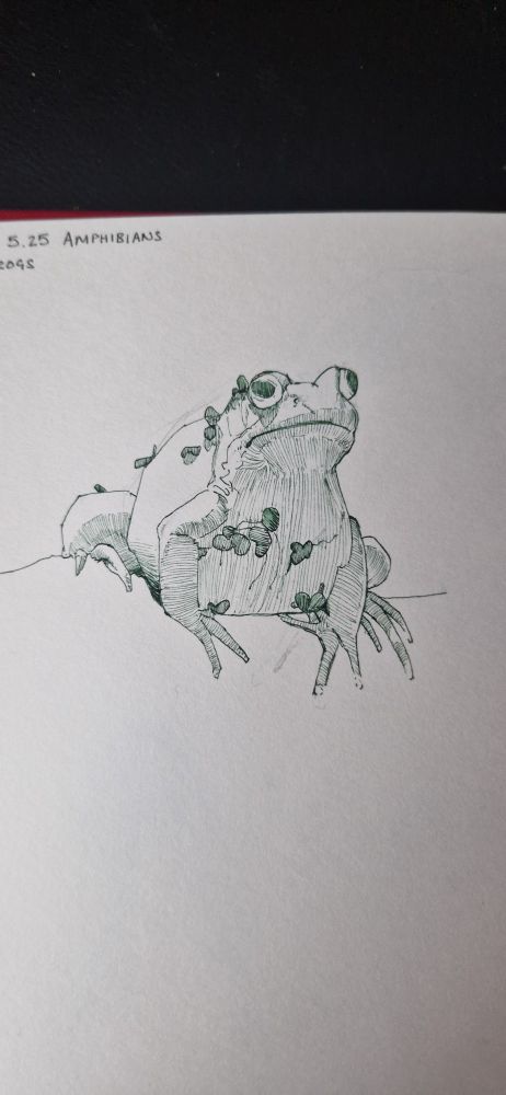 Frog sketch in green ink. The frog has some pond weed stuck to its skin. 
