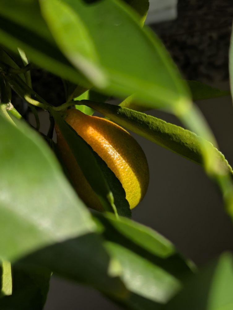 Mandarin-quat ripening...or whatever the correct term is for citrus 