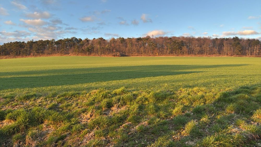 Blick auf einen kleinen Berg mit Wäldchen und einem wiesengrünen Hang davor
