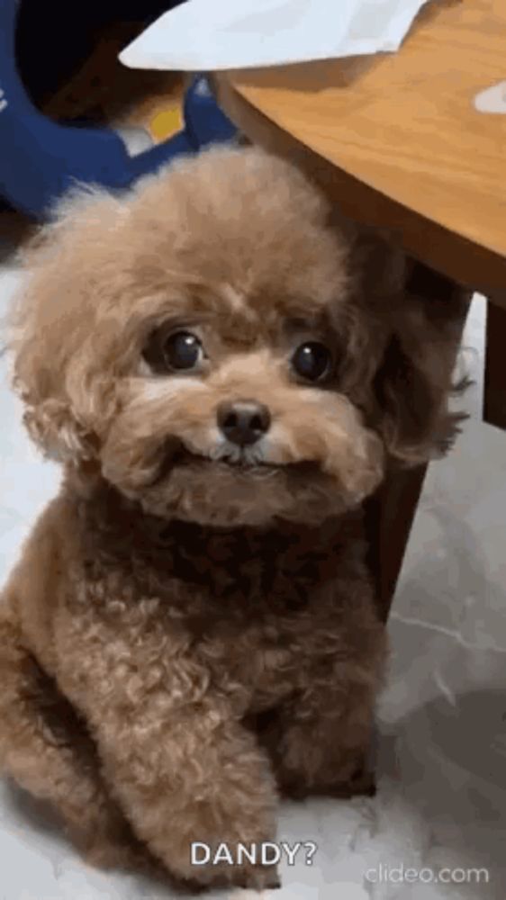 a small brown poodle is sitting next to a wooden table .