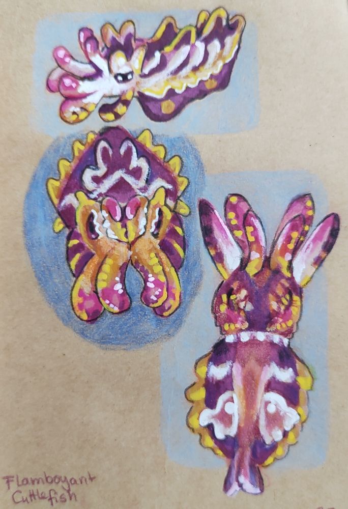 drawing of three flamboyant cuttlefish. they are very colourful, pink purple and yellow with white accents, and they look kind of like orchids.
