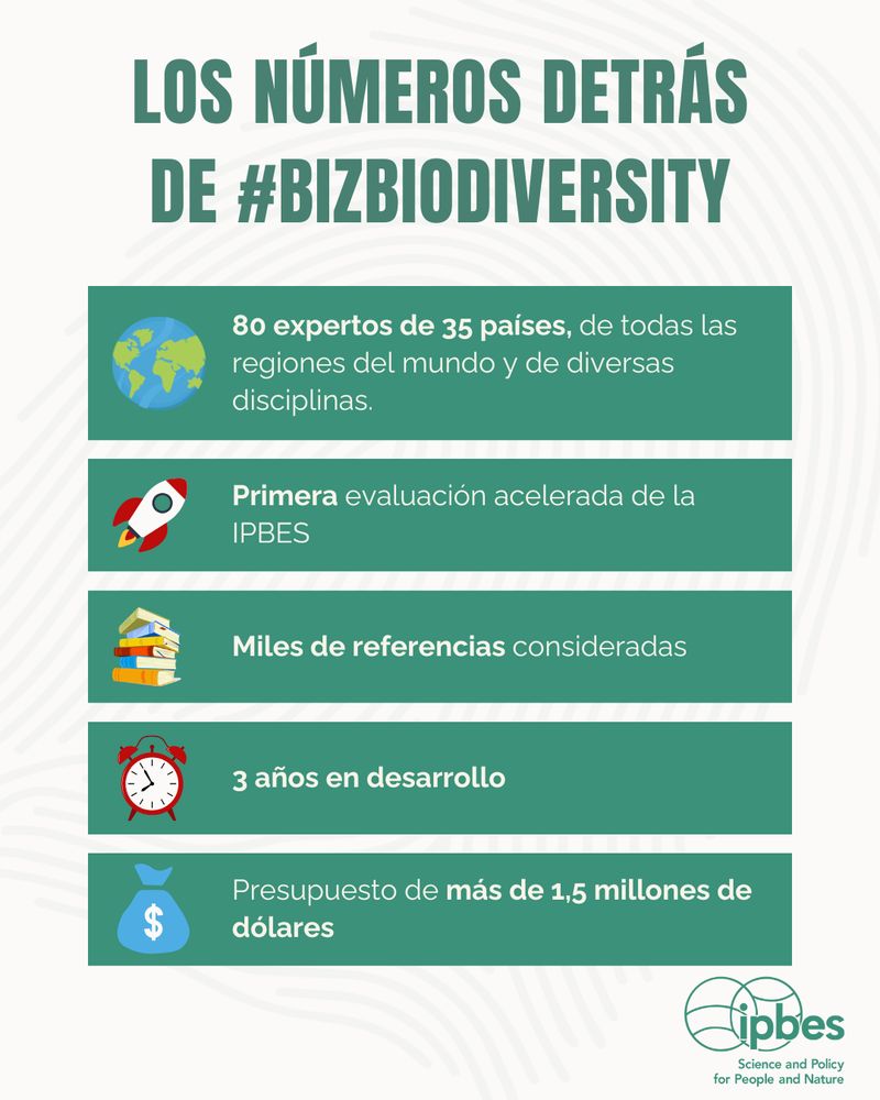 Una infografía titulada "LAS CIFRAS DETRÁS DE #BIZBIODIVERSITY" con cinco estadísticas clave presentadas en barras verdes con iconos que las acompañan: un globo terráqueo que muestra "80 expertos de 35 países, de todas las regiones del mundo y diversas disciplinas"; un cohete que indica "Primera evaluación acelerada de la IPBES"; un montón de libros que indica "Miles de referencias revisadas"; un despertador rojo que indica "3 años en desarrollo"; y un monedero azul que indica "Presupuesto superior a 1,5 millones de dólares". El logotipo de la IPBES aparece en la esquina inferior derecha con el lema "Ciencia y Política para las Personas y la Naturaleza". El fondo es de color crema con sutiles patrones circulares.