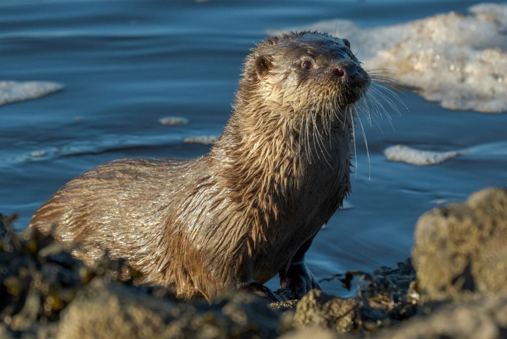 Magnificent otter in front of the sudsy tees river