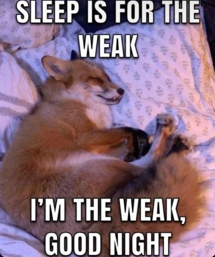 A fox asleep on a bed. Overlaid is the text ‘Sleep is for the weak. I’m the weak, goodnight.’ 