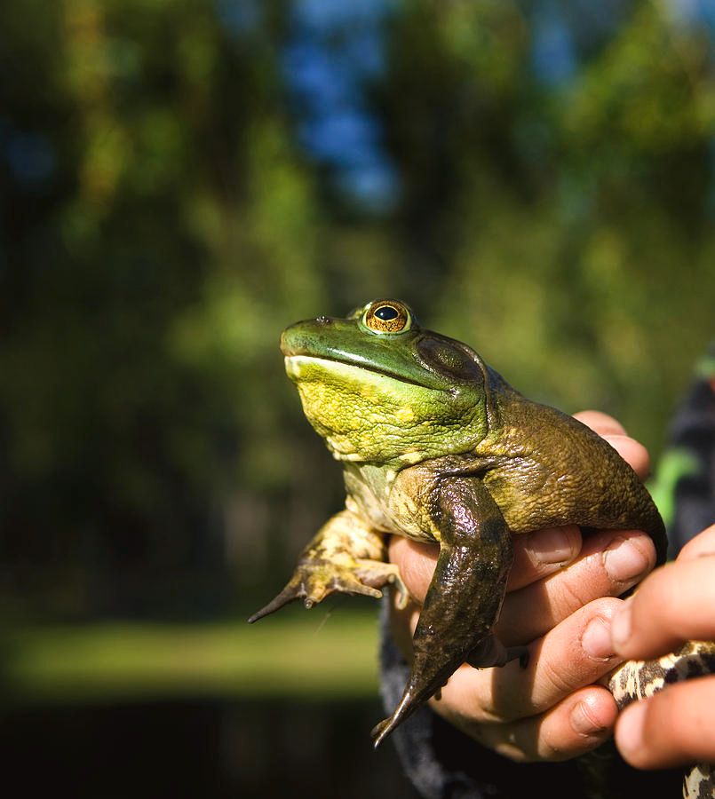 Photo of a rather large bullfrog in someone’s hand
