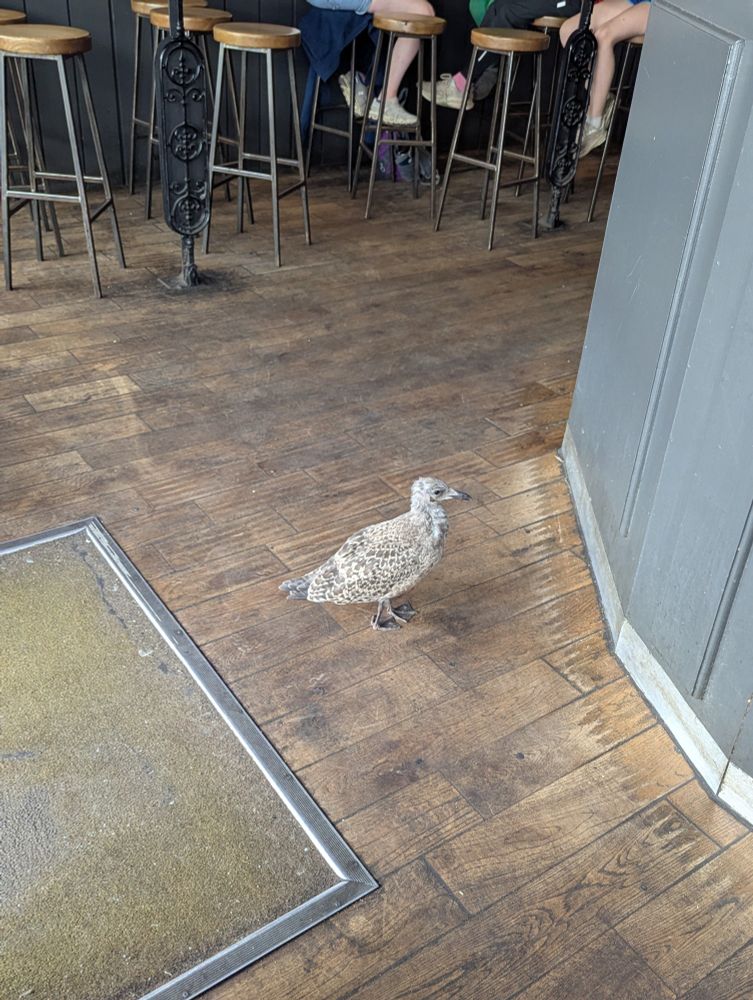 A photo of a baby seagull waiting at a counter in a restaurant.
