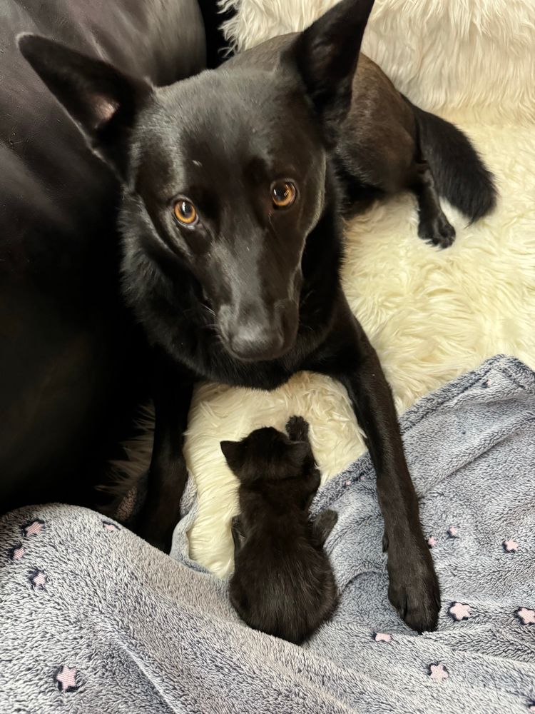 Big black pupper #2 gazing up from wittle bitty black kitten lying between pupper's front paws. Her eyes say, "Dis mine?"